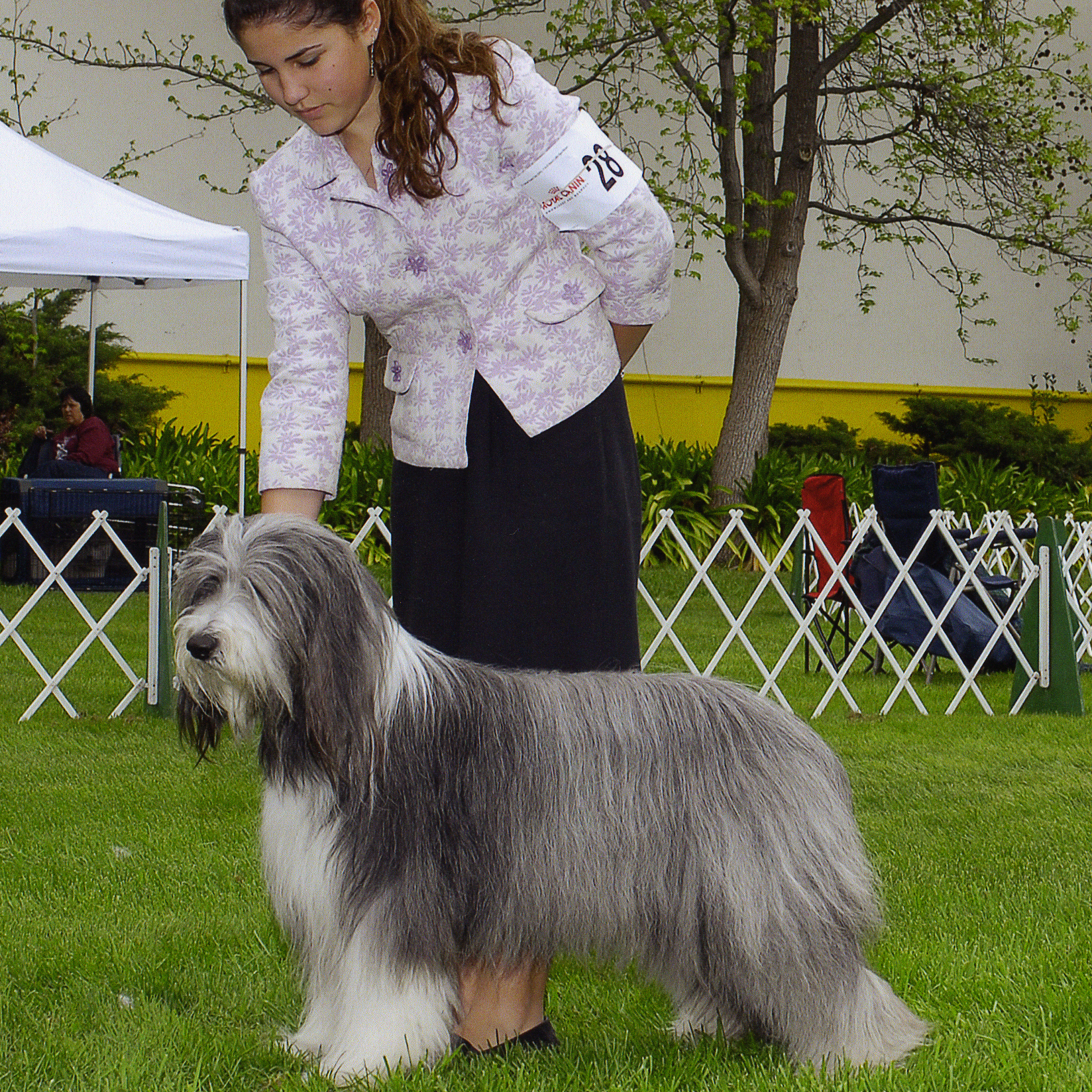 Bearded Collie